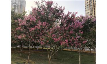 夏秋季節(jié)，錫城首次驚現(xiàn)紫薇花開美景